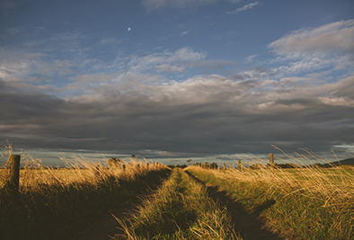 grass walkway in the countryside